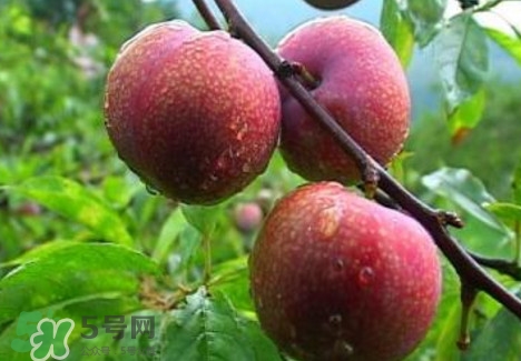 三華李種植幾年可掛果？三華李什么時(shí)候種植