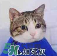 紀(jì)梵希黑色頰彩霜怎么樣？紀(jì)梵希黑色腮紅多少錢？