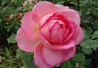 月季花5月扦插當年會開花嗎？月季花的花期