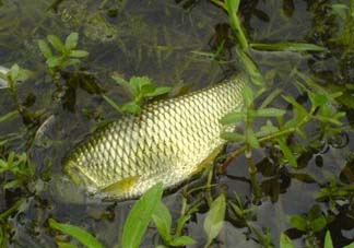 五月份能釣草魚嗎？五月份釣草魚用什么餌料？