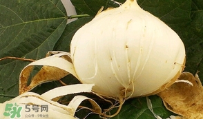 白地瓜孕婦能吃嗎？白地瓜孕婦可以吃嗎