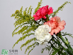母親節(jié)送什么顏色的康乃馨？2017年母親節(jié)康乃馨推薦