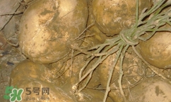 孕婦可以吃土瓜嗎？孕婦能吃土瓜嗎？