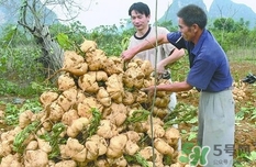 生吃土瓜有什么好處？土瓜生吃的功效與作用
