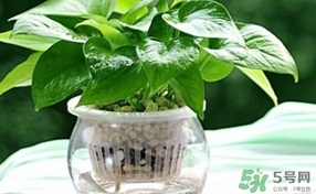 綠蘿葉子發(fā)黃怎么辦？綠籮多久澆一次水？