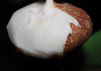 生吃土瓜有什么好處？土瓜生吃的功效與作用