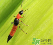 隱翅蟲和蚊蟲的區(qū)別？隱翅蟲和蚊蟲有什么不一樣？