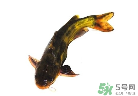 黃顙魚有毒嗎？黃顙魚的營(yíng)養(yǎng)價(jià)值