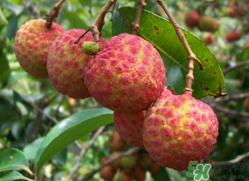 五月份有荔枝嗎？5月份有荔枝嗎？
