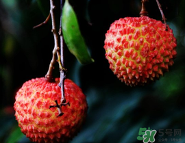 五月份有荔枝嗎？5月份有荔枝嗎？