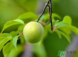 梅子什么時(shí)候成熟？梅子幾月份成熟？