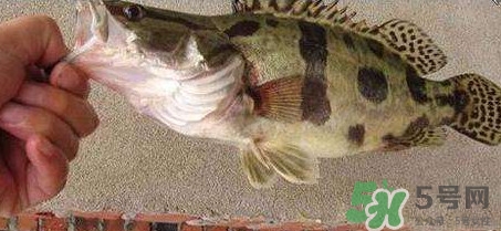 鱖魚(yú)是海魚(yú)嗎？鱖魚(yú)是淡水魚(yú)還是海魚(yú)