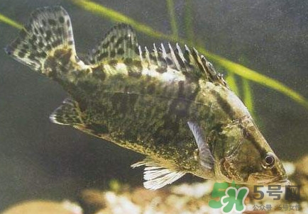 鱖魚怎么養(yǎng)？鱖魚養(yǎng)殖技術(shù)