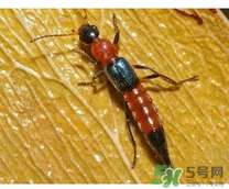 隱翅蟲和蚊蟲的區(qū)別？隱翅蟲和蚊蟲有什么不一樣？