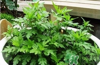 菊花腦是什么？菊花腦是野菊花嗎