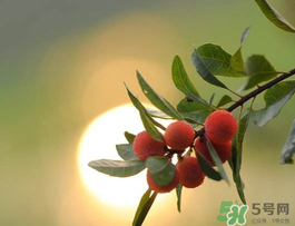 楊梅可以帶上飛機(jī)嗎？飛機(jī)能帶楊梅嗎？