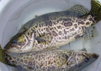鱖魚是桂魚嗎？鱖魚和桂魚的區(qū)別