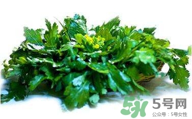 菊花腦是什么？菊花腦是野菊花嗎