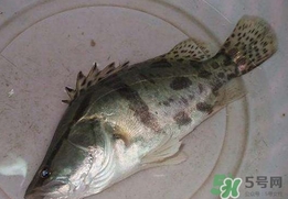 鱖魚怎么讀？鱖魚是什么魚