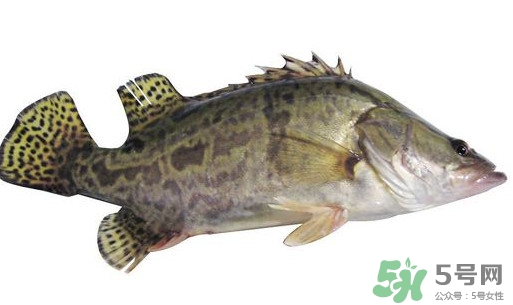 鱖魚怎么讀？鱖魚是什么魚