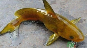 黃顙魚有毒嗎？黃顙魚的營(yíng)養(yǎng)價(jià)值