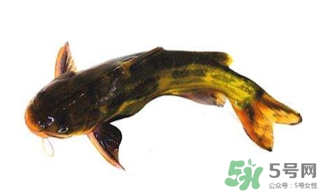 黃顙魚有毒嗎？黃顙魚的營(yíng)養(yǎng)價(jià)值