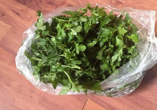 菊花腦怎么種？菊花腦怎么摘