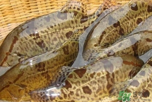 鱖魚(yú)是海魚(yú)嗎？鱖魚(yú)是淡水魚(yú)還是海魚(yú)