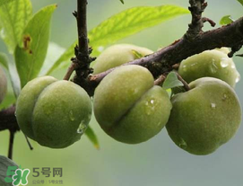 吃李子牙齒酸怎么辦？為什么吃多了李子牙會(huì)酸？
