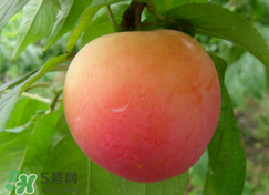 吃李子為什么會(huì)拉肚子？拉肚子可以吃李子嗎？
