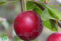 李子和蜂蜜能一起吃嗎？吃了李子可以喝蜂蜜嗎？