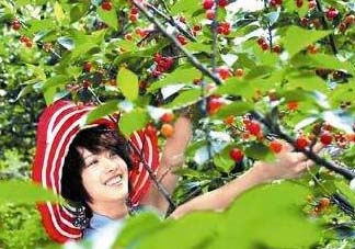 5月份還有櫻桃摘嗎？5月份哪里可以摘櫻桃？