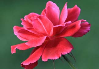 五月還有杜鵑花嗎？杜鵑花什么時(shí)候開(kāi)？