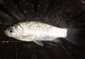 小滿怎么釣魚？小滿釣魚技巧