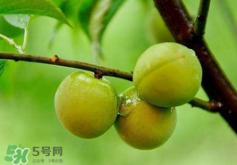 青梅果有什么好處？青梅果的功效與作用