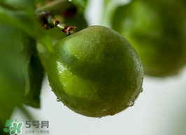 青梅果有什么好處？青梅果的功效與作用