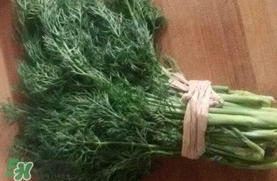 茴香菜是什么菜？茴香菜是香菜嗎