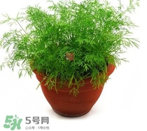茴香菜什么時(shí)候種？茴香菜什么季節(jié)吃