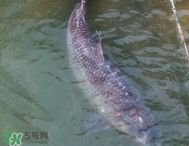 端午節(jié)好釣魚嗎?？端午節(jié)可以釣魚嗎？