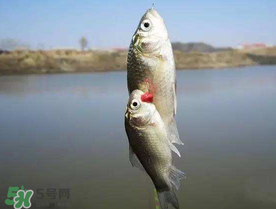 端午節(jié)好釣魚嗎?？端午節(jié)可以釣魚嗎？