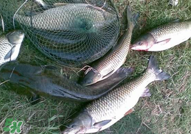 端午節(jié)好釣魚嗎?？端午節(jié)可以釣魚嗎？
