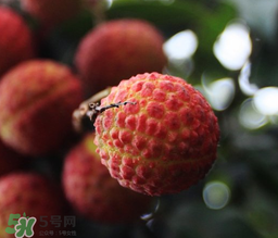 荔枝一天吃多少合適？荔枝一天最多吃幾個(gè)？