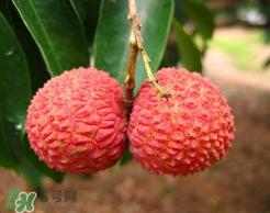 荔枝一天吃多少合適？荔枝一天最多吃幾個(gè)？