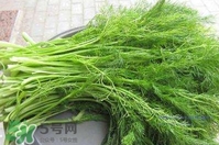 茴香菜什么時(shí)候種？茴香菜什么季節(jié)吃