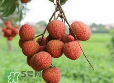 白糖罌和妃子笑哪個好吃？妃子笑和白糖罌的區(qū)別