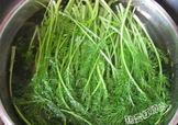 茴香菜是什么菜？茴香菜是香菜嗎