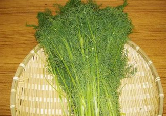 茴香菜什么時候種？茴香菜什么季節(jié)吃