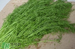 茴香菜什么時(shí)候種？茴香菜什么季節(jié)吃