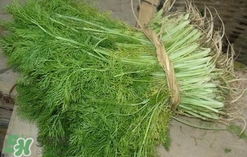 茴香菜是酸性還是堿性？什么人不能吃茴香菜
