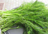 茴香菜是酸性還是堿性？什么人不能吃茴香菜